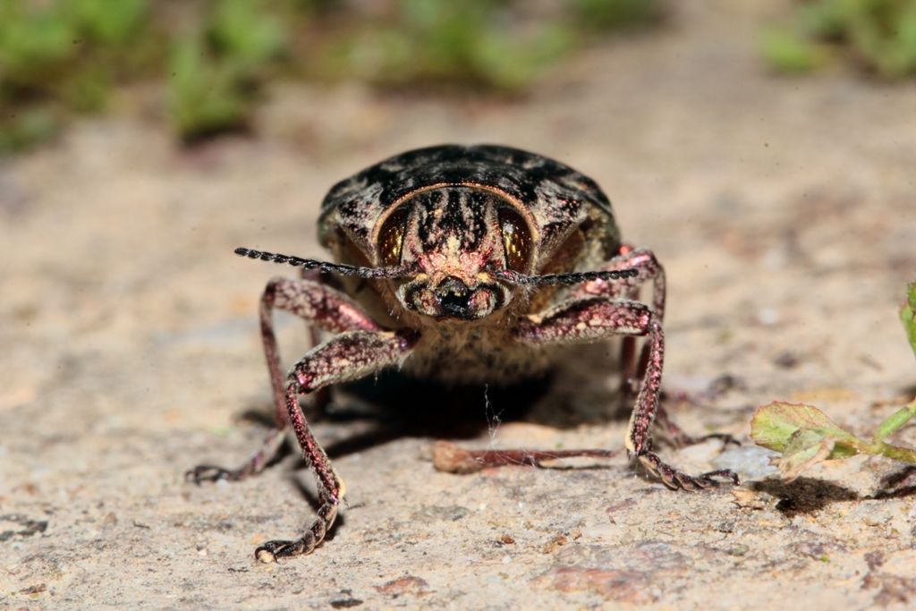 Chalcophora massiliensis  - Buprestidae